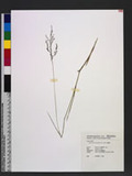 Eragrostis atrovir...