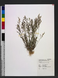 Eragrostis unioloides (Retz.) Nees ex Steud. 