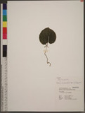 Nervilia plicata (Andr.) Schltr. ߸