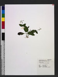 Lindernia viscosa (Hormem.) Boldingh ̪F