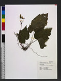 Begonia austrotaiw...