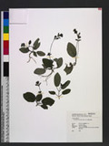 Hemigraphis primulifolia (Nees) F.-Vill. Kb