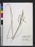 Eragrostis atrovirens (Desf.) Trin. ex Steud. 