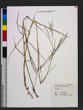 Panicum repens L. Ea