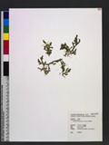 Selaginella repanda (Desv. ex Poir) Spring f