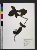 Ixora philippinensis Merr. pP