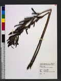 Matteuccia orientalis (Hook.) Trev. FG