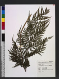 Athyrium foliolosum T. Moore ex R. Sim \
