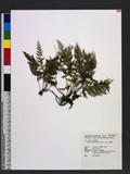 Cephalomanes apiifolium (C. Presl) K. Iwats. 쿹