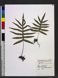 Phymatopteris echinospora (Tagawa) Pic. Serm. jɤsp