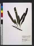 Microsorium brachylepis (Barker) Nakaike iP