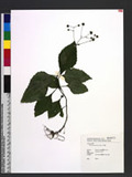Adenostemma lavenia (L.) Ktze. Uе