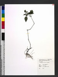 Peristrophe japonica (Thunb.) Bremek. EYl