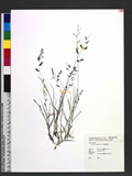Eragrostis bulbill...