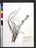 Cymbopogon tortilis (J. Presl) A. Camus TT