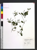 Lindernia ruellioides (Colsm.) Pennell Я
