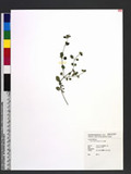 Leucas chinensis (...