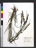 Eragrostis ciliaris (L.) R. Br. eܯ