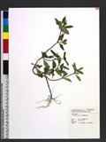 Spermacoce latifolia Aublet ︭n޶