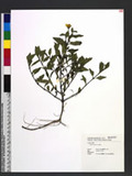 Wedelia trilobata (L.) Hitchc.