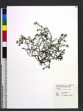 Centipeda minima (L.) A. Braun & Ascherson ۭJh