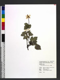 Anemone vitifolia ...