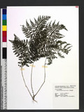 Athyrium leiopodum (Hayata) Tagawa `\