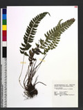 Polystichum nepalense (Sprengel) C. Chr. nտ