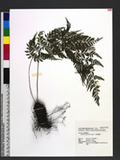 Athyrium tripinnatum Tagawa T^\