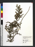 Lycopodiella cernua (L.) Pic. Serm.