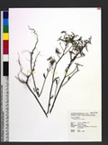Ludwigia erecta (L...