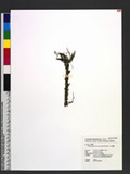 Thrixspermum saruwatarii (Hayata) Schltr. pո