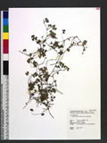 Hydrocotyle ranunculifolia Ohwi qѭJh