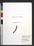 Microtatorchis compacta (Ames) Schltr. 假蜘蛛蘭