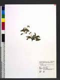Viola inconspicua Blume subsp. nagasakiensis (W. Becker) Wang & Huang pj
