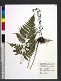 Dryopteris subexaltata (Christ) C. Chr. Ф