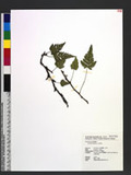 Davallia repens (L. f.) Kuhn
