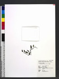 Hymenophyllum oligosorum Makino F