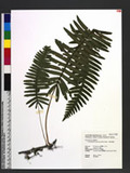 Goniophlebium niponicum (Mett.) Bedd. js