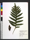 Drynaria fortunei (Kunze ex Mett.) J. Sm. ڿ