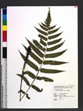 Dryopteris scottii (Bedd.) Ching v