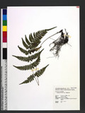 Athyrium arisanense (Hayata) Tagawa s\