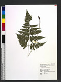 Dryopteris polita Rosenst. OF