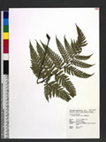 Dryopteris sordidipes Tagawa 