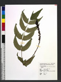 Polystichum caryotideum (Wall. ex Hook. & Grev.) Diels Ӿe