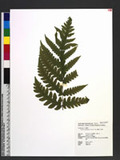 Tectaria coadunata (J. Sm.) C. Chr. [Te