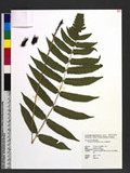 Dryopteris scottii (Bedd.) Ching v