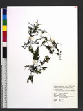 Crepidomanes latealatum (v. d. Bosch) Copel. ͬ`߿