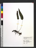 Phymatopteris hastata (Thunb.) Pic. Serm. Tp