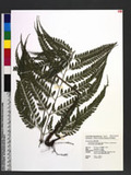 Arachniodes rhomboides (Wall. ex Mett.) Ching var. yakusimensis (H. Ito) W. C. Shieh Τ[Ƹտ